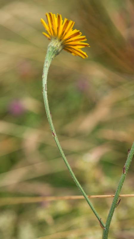 Scorzoneroides autumnalis / Dente di leone ramoso